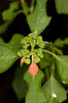 Mexican fireplant <BR>Painted-leaf